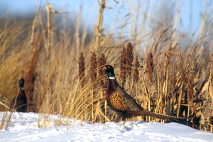 pheasants