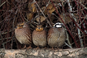 Quail Forever